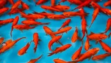 با ماهی قرمز‌های هفت سین چه کنیم؟