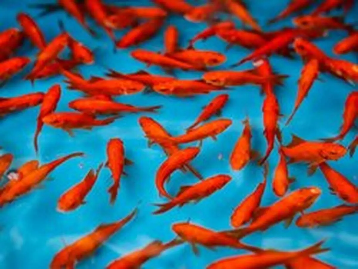 با ماهی قرمز‌های هفت سین چه کنیم؟