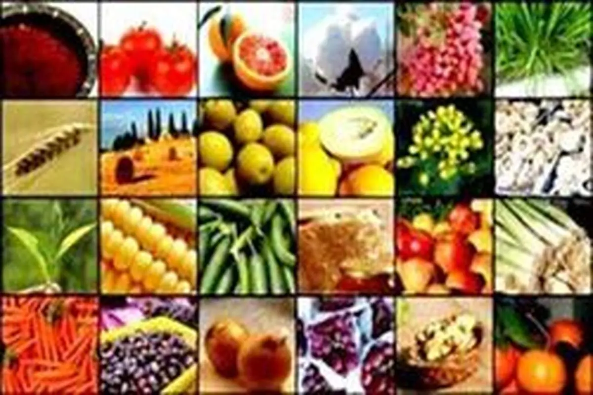 معاون حجتی: خسارت سیل به کشاورزی جبران میشود