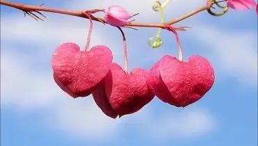 آیا جایز است عقد ازدواج را به صورت آنلاین و زنده اجرا کرد؟