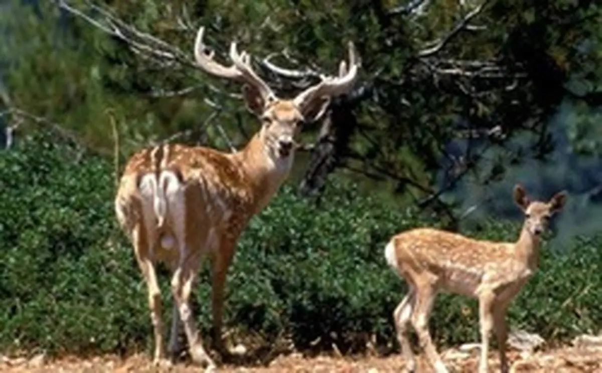 نجات یک رأس گوزن‌زرد ایرانی از خطر سیلاب در خوزستان