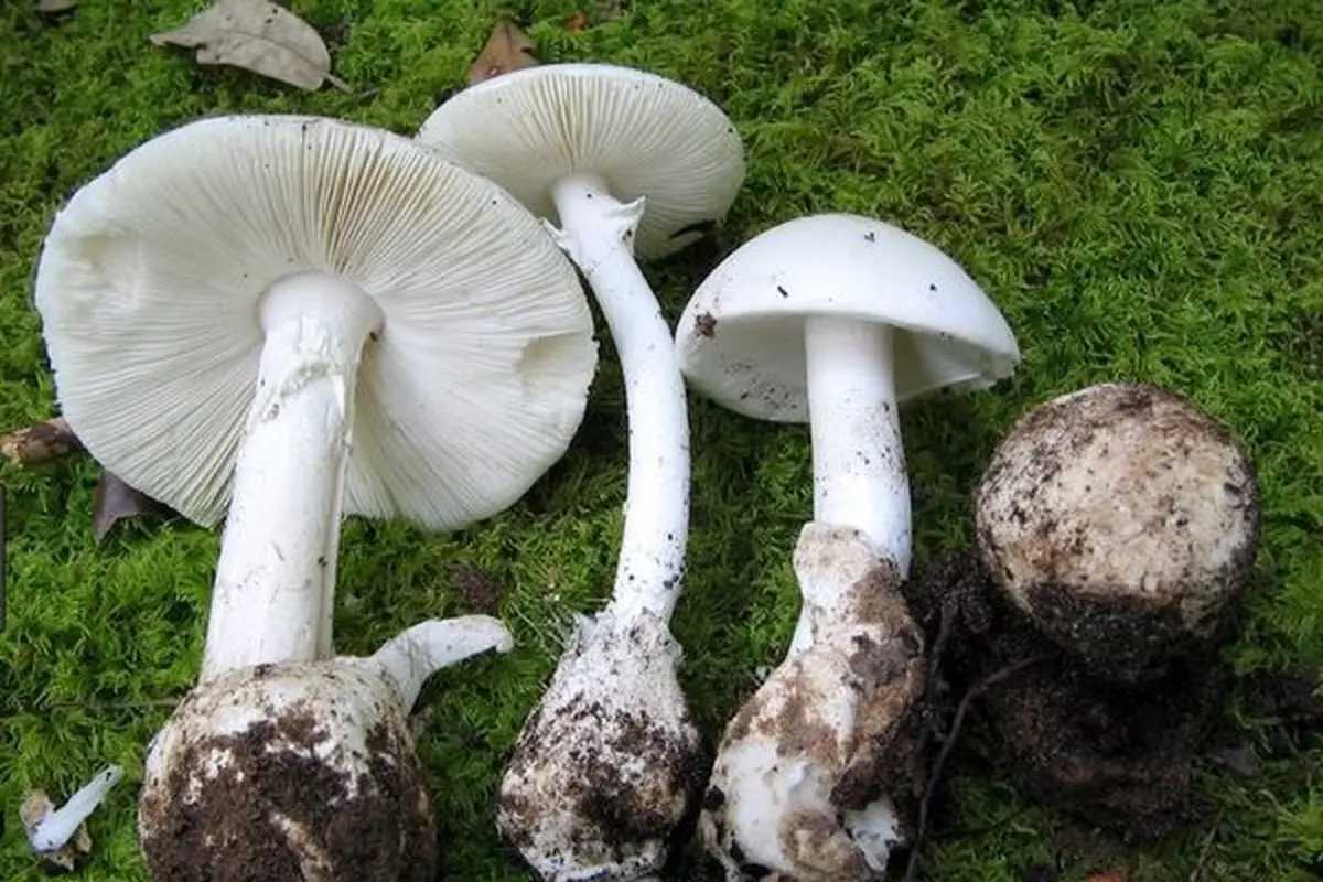 نکاتی در خصوص پیشگیری از مسمومیت‌های ناشی از قارچ‌های سمی