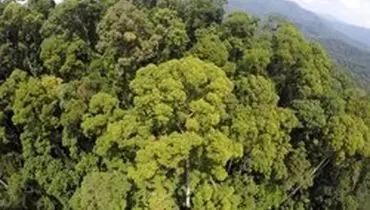 کشف بلندترین درخت گرمسیری جهان با ۱۰۰ متر ارتفاع