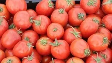 قیمت گوجه‌فرنگی به ۱۰هزارتومان رسید