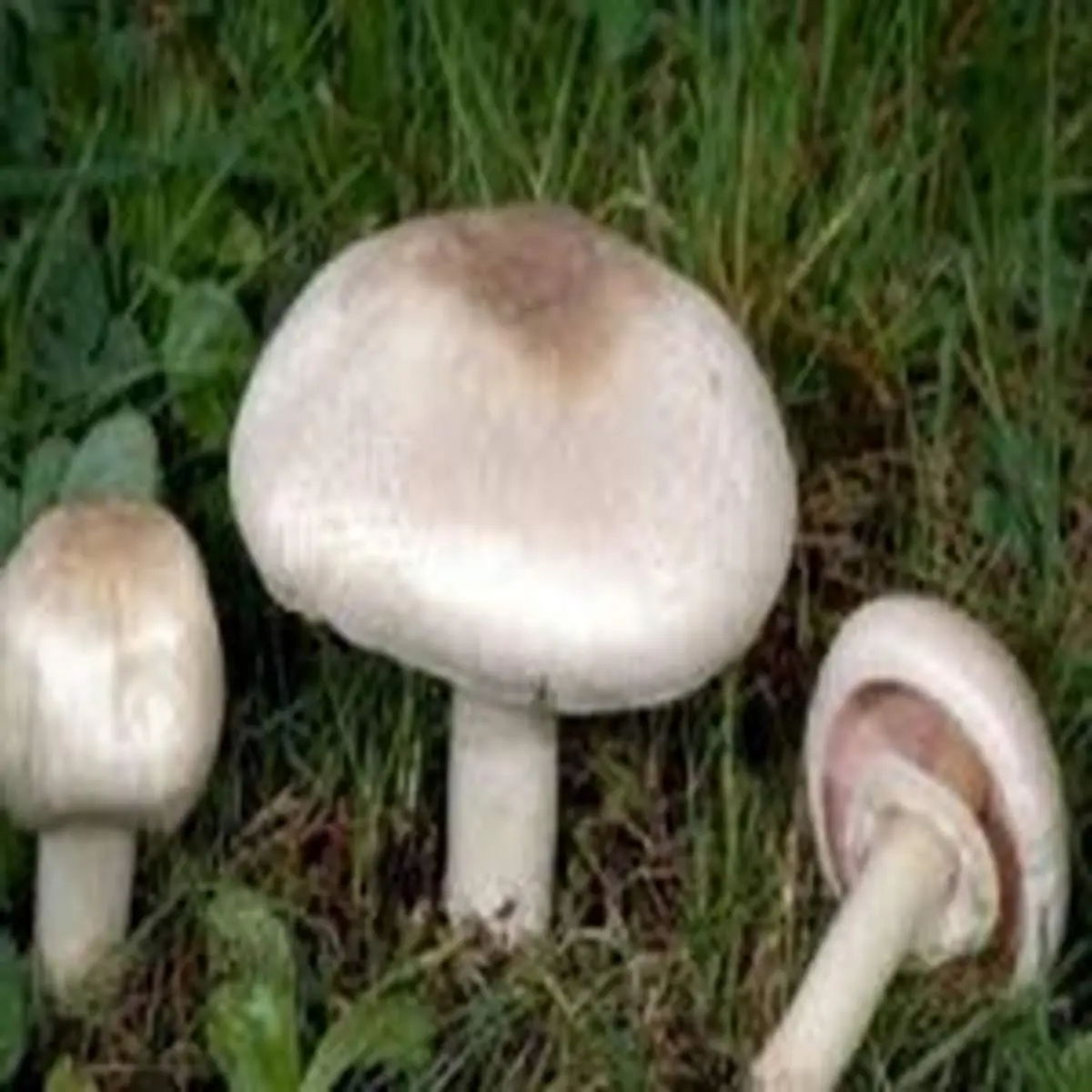 هنگام مسمومیت با قارچ سمی چه کنیم؟