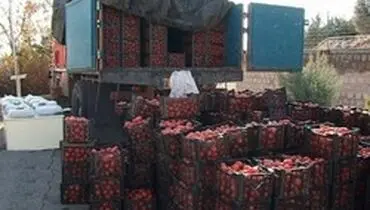کشف تریاک در بار گوجه فرنگی!