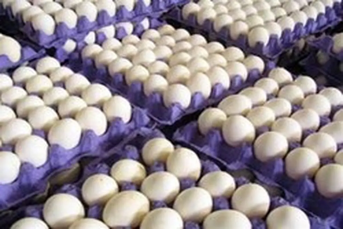تخم مرغ ارزان شد؛ هر شانه ۱۲ هزار تومان