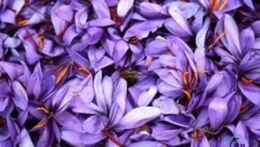 زعفران به کیلویی ۱۲ میلیون و ۵۰۰ هزار تومان رسید