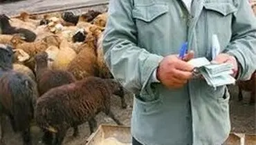 جدی بودن موضوع قاچاق دام در استان‌های مرزی ایران