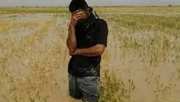آغاز پرداخت خسارت کشاورزان خوزستانی