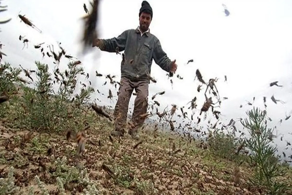 «فائو» درباره حمله جدی ملخها به مزارع کشاورزی در ایران هشدار داد
