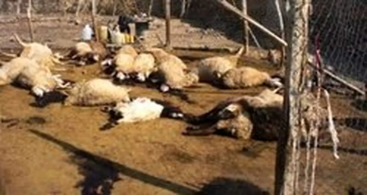 تلفات گسترده سیلاب به ذخایر پروتئینی کشور