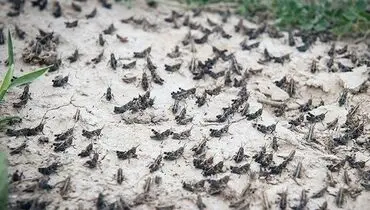 هشدار جهادکشاورزی فارس در خصوص حمله ملخ