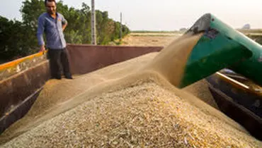یک مقام مسئول: امسال ۱۴ میلیون تن گندم تولید می‌شود