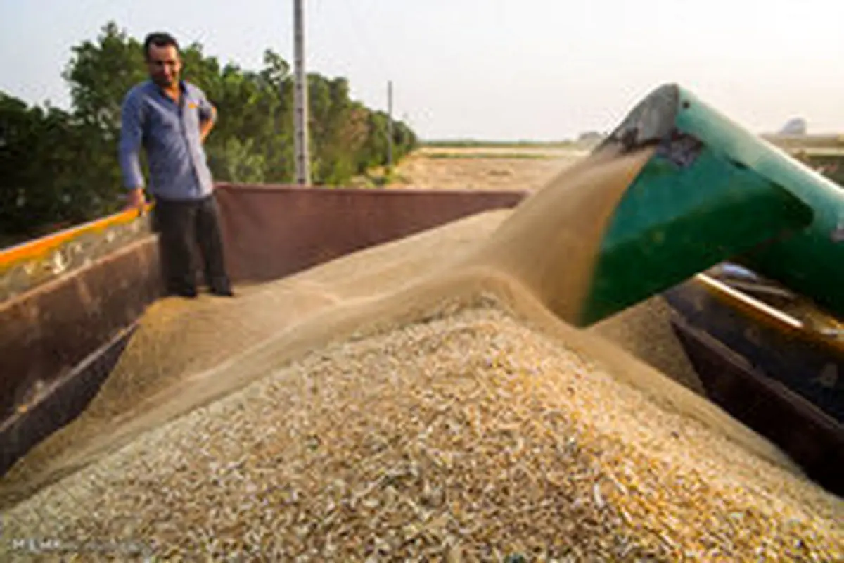 یک مقام مسئول: امسال ۱۴ میلیون تن گندم تولید می‌شود