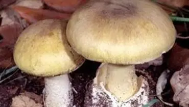 قارچ‌های سمی چه نشانه‌هایی دارد؟