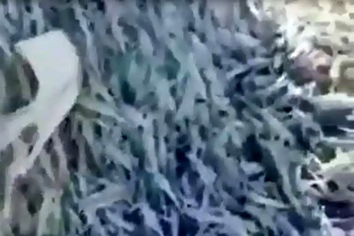 ویدیو| گوشه ای از حمله وحشتناک ملخ ها!