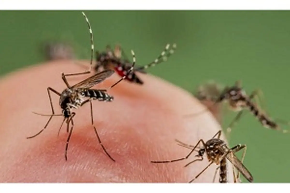 انواع گزیدگی پشه و حشرات + علائم نیش حشرات و درمان آن‌ها