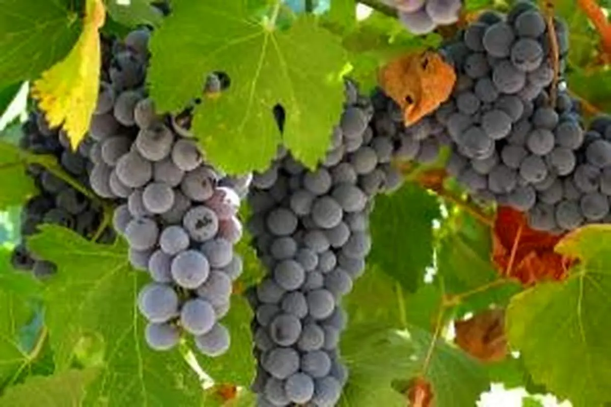 میوهای که خستگی و ضعف بدن را برطرف میکند