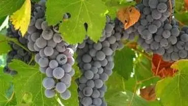 میوه‌ای که خستگی و ضعف بدن را برطرف می‌کند