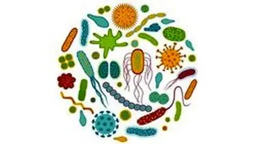 غذاهای "پروبیوتیک" چه فایده‌ای برای بدن دارند؟