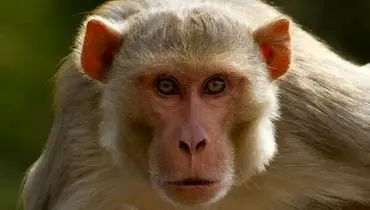 واژگونی کامیون حامل میمون‌های مبتلا به ویروس‌های خطرناک