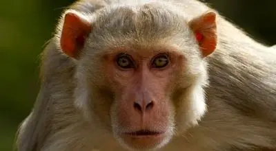 واژگونی کامیون حامل میمونهای مبتلا به ویروسهای خطرناک