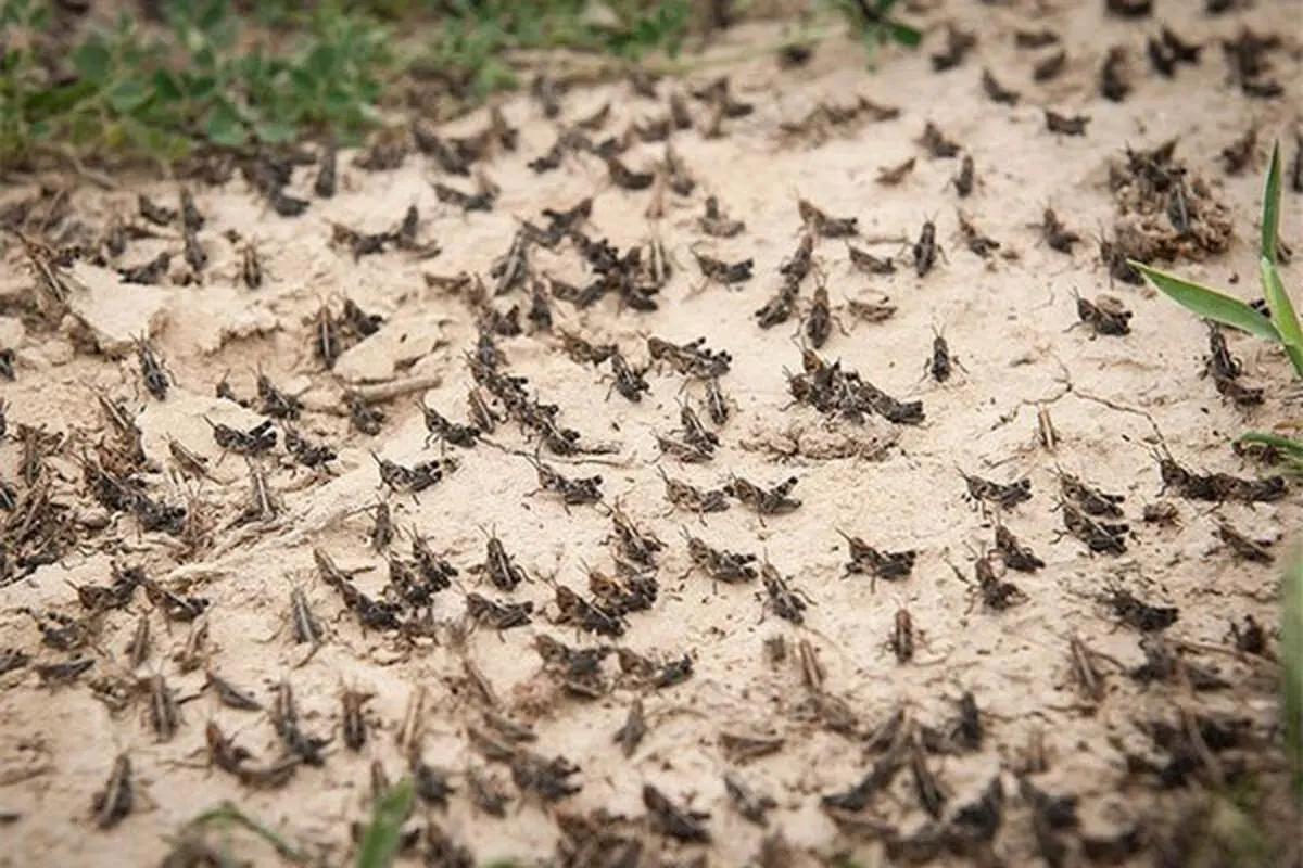 حمله وحشتناک ملخ ها به بیابانهای بوشهر