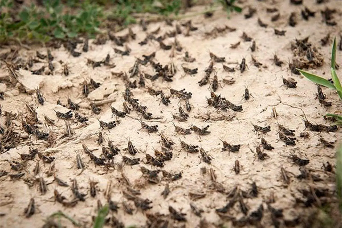 حمله وحشتناک ملخ ها به بیابانهای بوشهر
