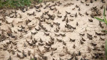 حمله وحشتناک ملخ ها به بیابانهای بوشهر