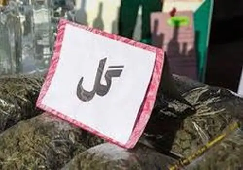تخریب ماده مخدر گل به اندازه مواد مخدر سنگین است + فیلم