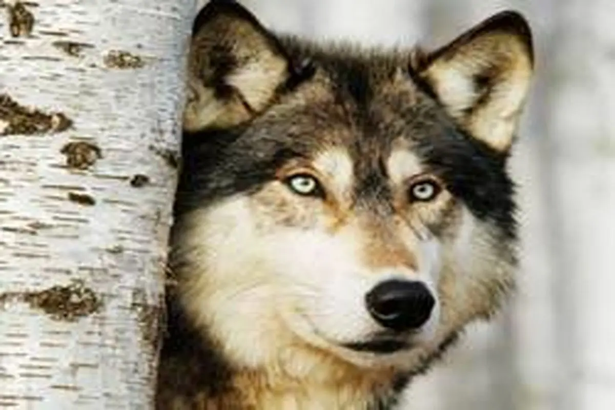 حقایق جالب و شگفت انگیز از دنیای گرگ‌ها