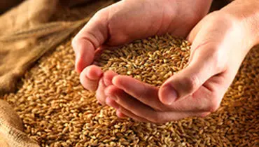 رشد ۲۳ درصدی خرید گندم در کشور