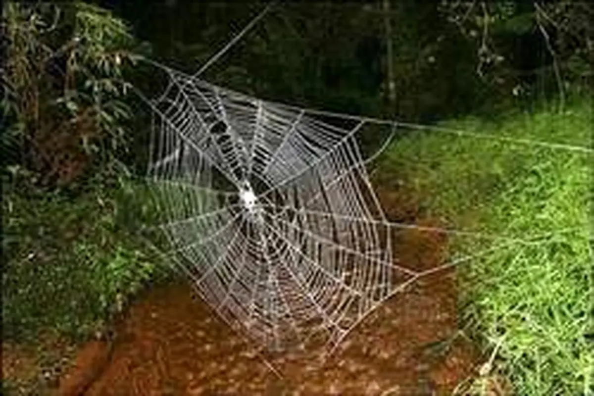 بزرگترین تار عنکبوت جهان+عکس