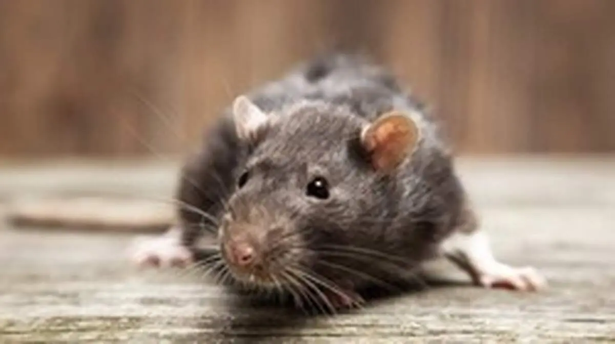 جرم عجیب موش‌ها در هند و آرژانتین!