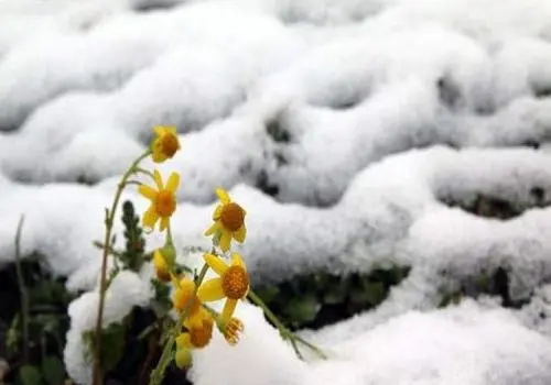 بارش برف در قله توچال در سومین ماه بهار+  فیلم