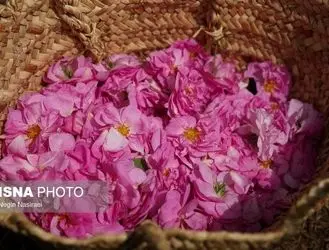 برداشت گل محمدی در روستای اله رودبار در بابل