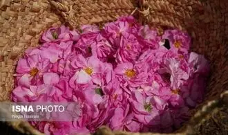 برداشت گل محمدی در روستای اله رودبار در بابل