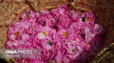 برداشت گل محمدی در روستای اله رودبار در بابل