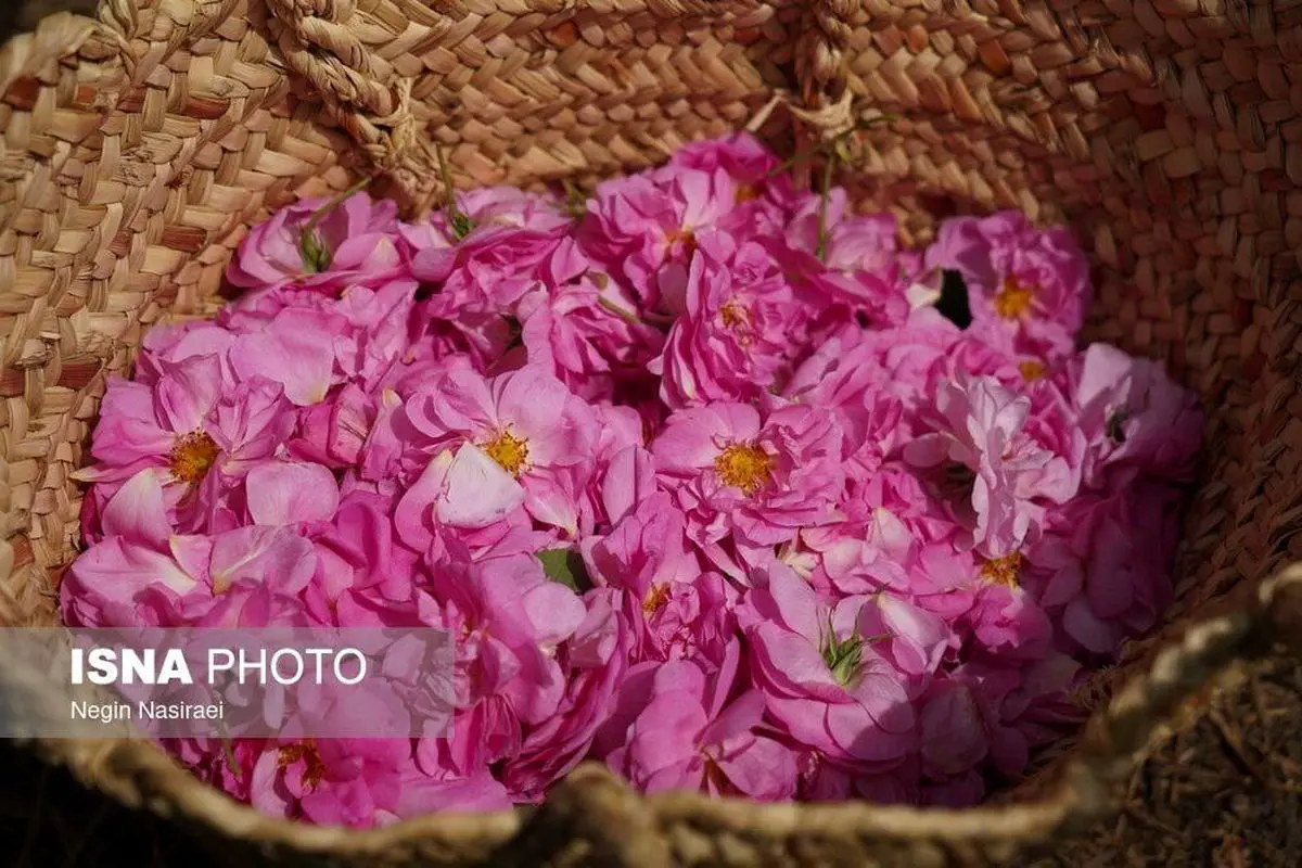 برداشت گل محمدی در روستای اله رودبار در بابل