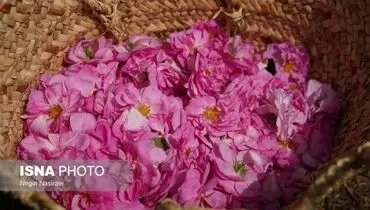 برداشت گل محمدی در روستای اله رودبار در بابل