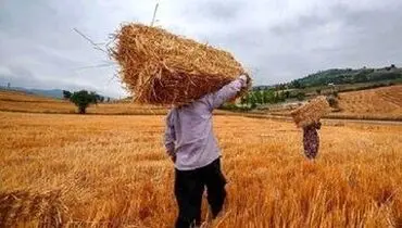 اعلام نرخ‌های جدید گوشت، مرغ و تخم‌مرغ/ خبر خوش وزیر کشاورزی برای گندم‌کاران