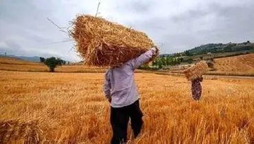 اعلام نرخ‌های جدید گوشت، مرغ و تخم‌مرغ/ خبر خوش وزیر کشاورزی برای گندم‌کاران