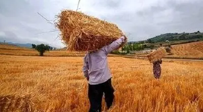 اعلام نرخهای جدید گوشت، مرغ و تخممرغ/ خبر خوش وزیر کشاورزی برای گندمکاران