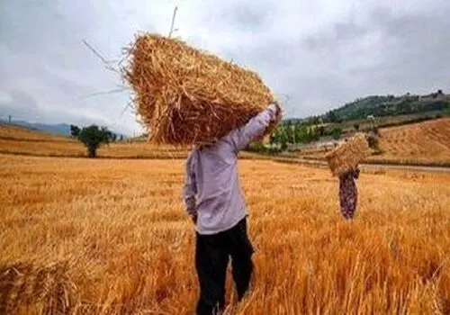 نقش اوره در کشاورزی و شوک پنهان بین المللی