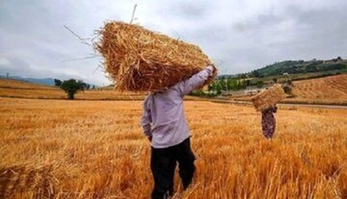 اعلام نرخ‌های جدید گوشت، مرغ و تخم‌مرغ/ خبر خوش وزیر کشاورزی برای گندم‌کاران