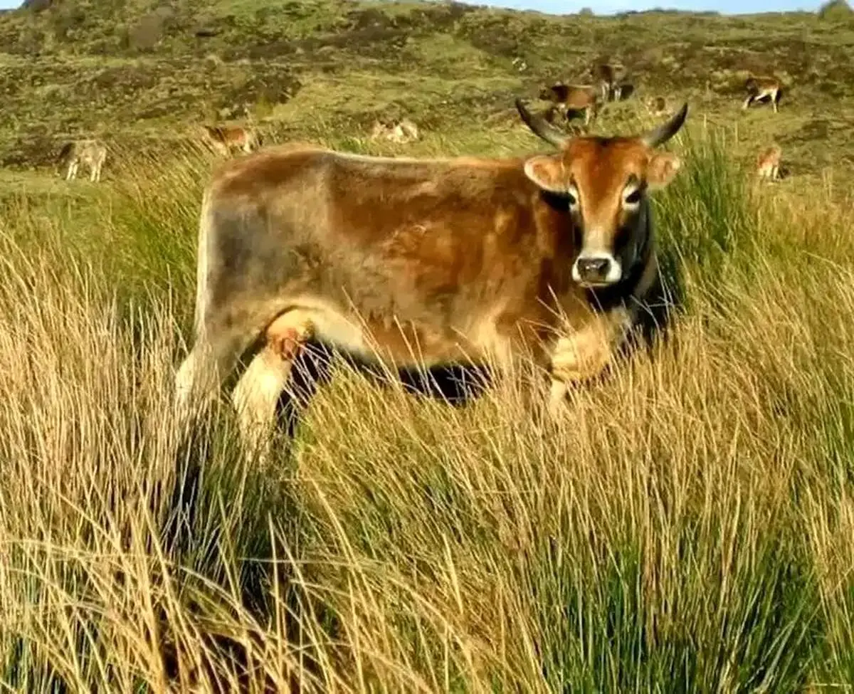 بقای ۱۳۰ ساله گاوهای فراموش‌شده در جزیره متروکه

