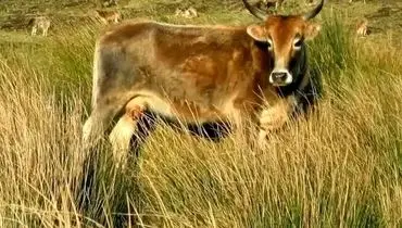 بقای ۱۳۰ ساله گاوهای فراموش‌شده در جزیره متروکه

