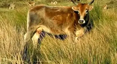 بقای ۱۳۰ ساله گاوهای فراموش‌شده در جزیره متروکه

