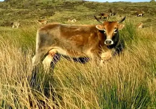 بقای ۱۳۰ ساله گاوهای فراموش‌شده در جزیره متروکه

